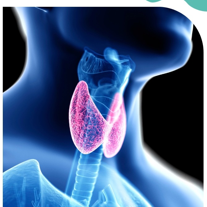 The Thyroid: Understanding Function, Disorders & Management
